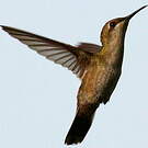 Colibri rubis-topaze