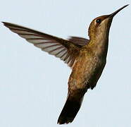 Ruby-topaz Hummingbird