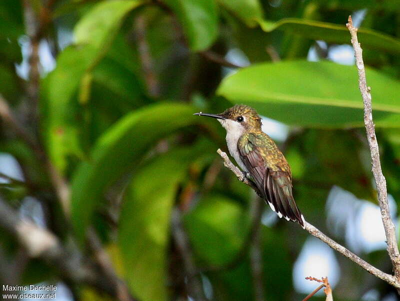 Ruby-topaz Hummingbird female adult, identification