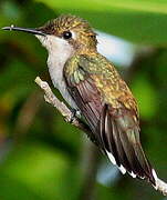 Ruby-topaz Hummingbird