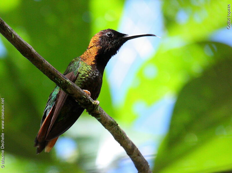 Colibri topaze mâle, identification