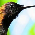 Colibri topaze