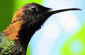 Colibri topaze