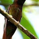 Colibri topaze
