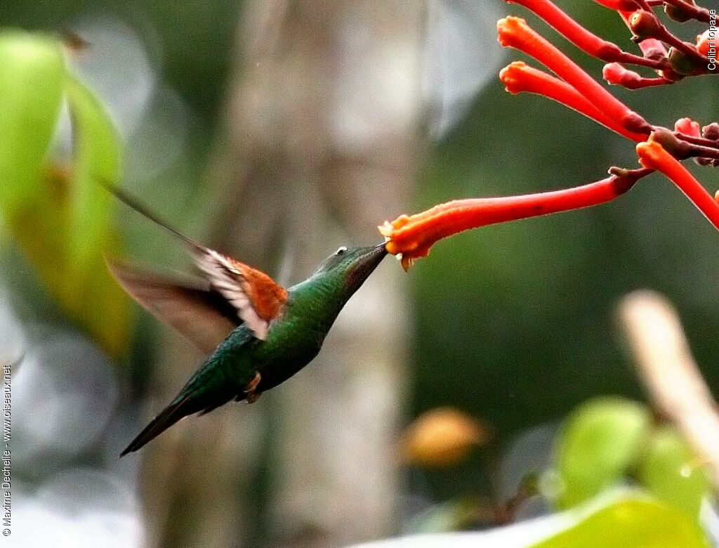 Crimson Topaz female adult, identification, Flight, feeding habits