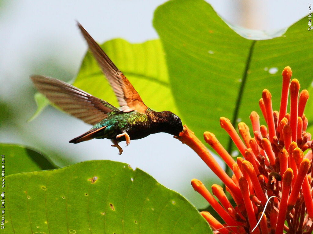 Crimson Topaz male, identification, Flight, feeding habits