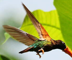 Colibri topaze