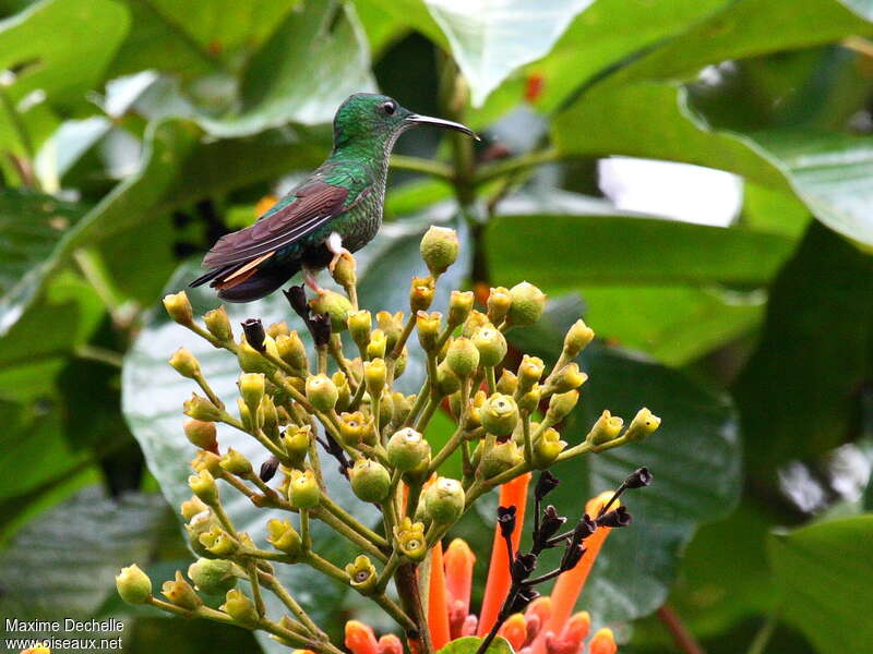 Colibri topaze femelle adulte, identification
