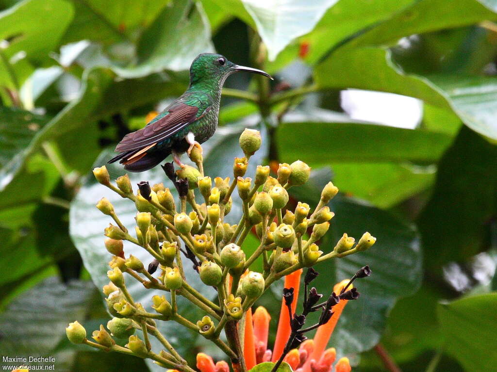 Crimson Topaz female adult, identification