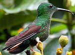 Colibri topaze