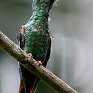 Colibri topaze