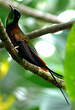 Colibri topaze