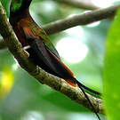Colibri topaze