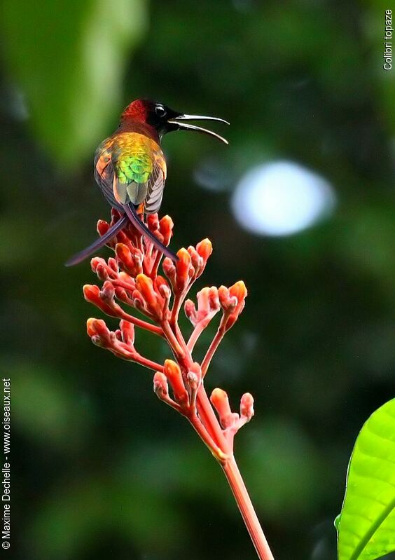 Colibri topaze mâle adulte