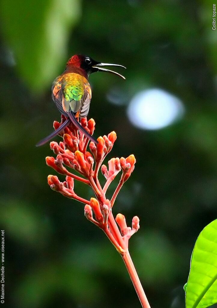 Colibri topaze mâle adulte