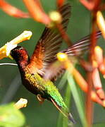 Colibri topaze