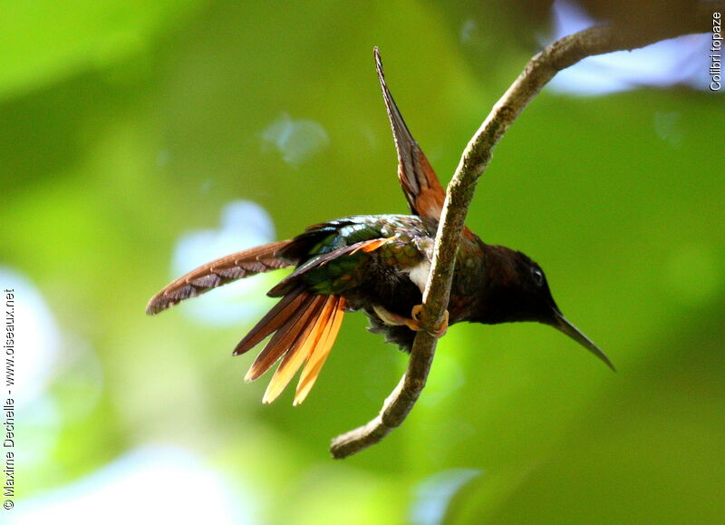 Colibri topaze mâle
