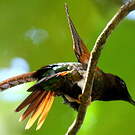 Colibri topaze