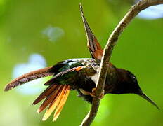 Colibri topaze