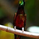 Colibri topaze