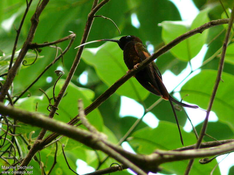 Colibri topaze mâle adulte, identification