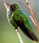 Green-tailed Goldenthroat