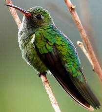 Colibri tout-vert