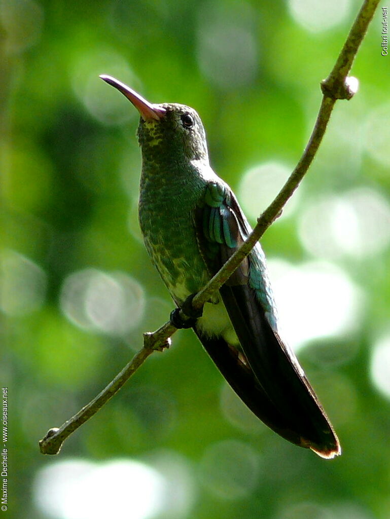 Colibri tout-vert