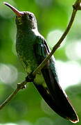 Green-tailed Goldenthroat