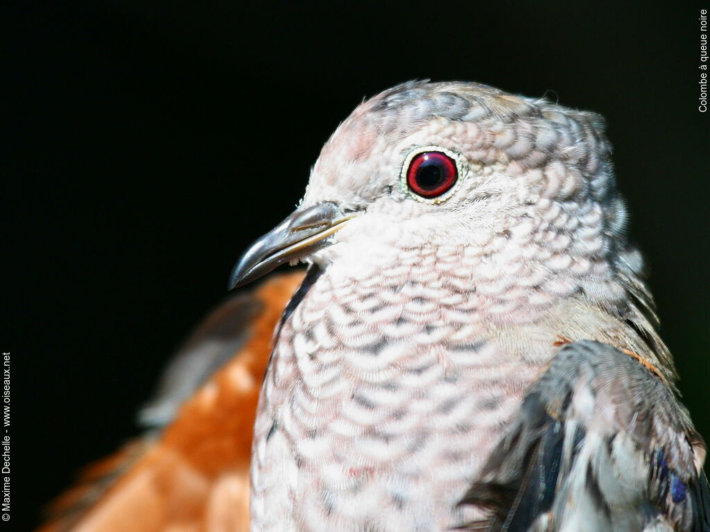 Common Ground Dove