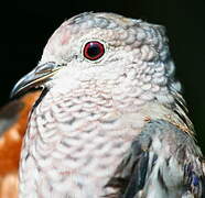 Common Ground Dove