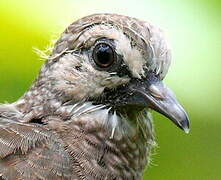 Common Ground Dove