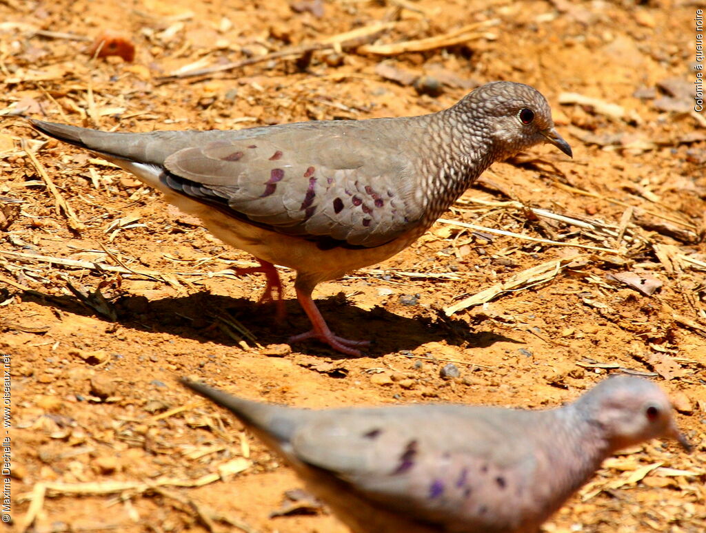 Common Ground Dove