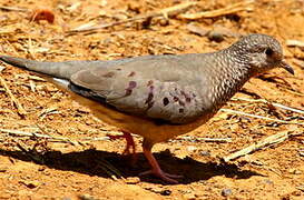 Common Ground Dove