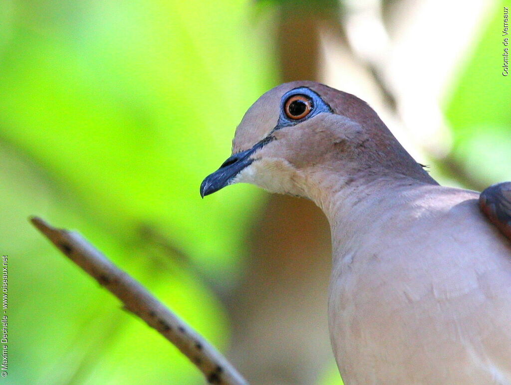 White-tipped Dove