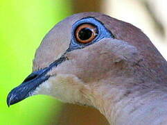 White-tipped Dove