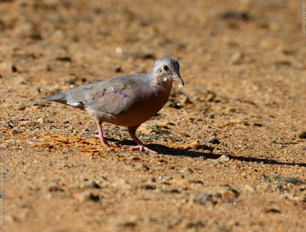 Plain-breasted Ground Dove