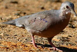 Plain-breasted Ground Dove