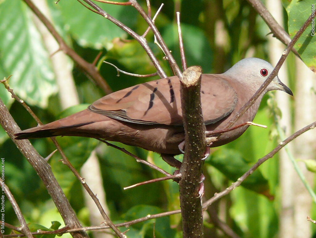 Ruddy Ground Dove male adult