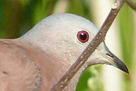 Ruddy Ground Dove