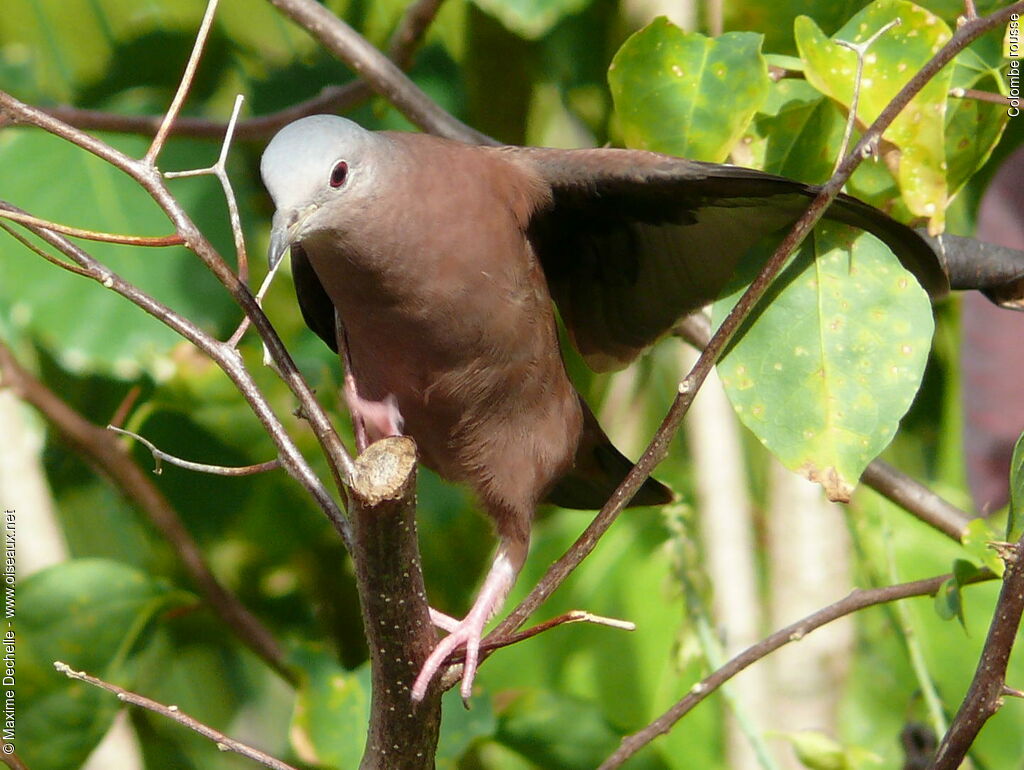 Ruddy Ground Dove