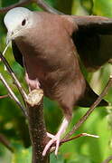 Ruddy Ground Dove