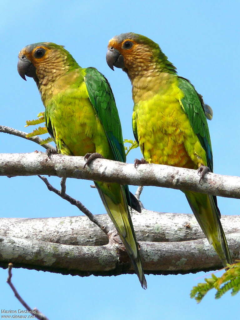 Conure cuivréeadulte, pigmentation, boit, Comportement