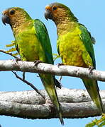 Brown-throated Parakeet