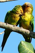 Brown-throated Parakeet