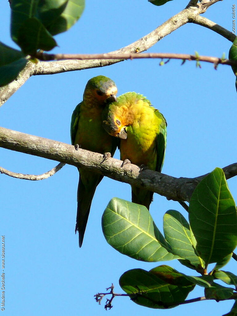 Brown-throated Parakeet adult