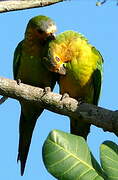 Brown-throated Parakeet