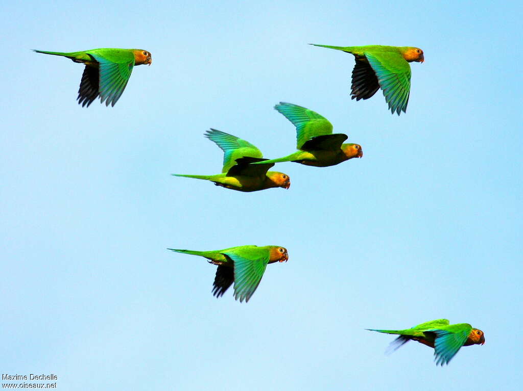 Conure cuivréeadulte, pigmentation, Vol