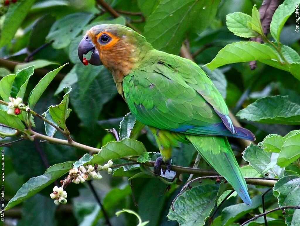 Conure cuivrée, régime