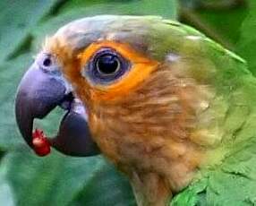 Conure cuivrée